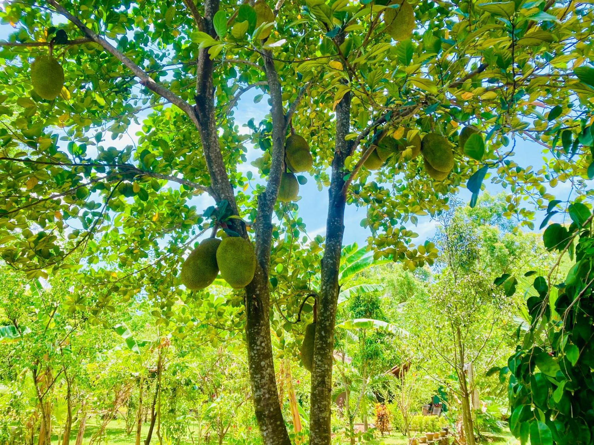 Suncity Privacy Cottages Udawalawe Exteriér fotografie